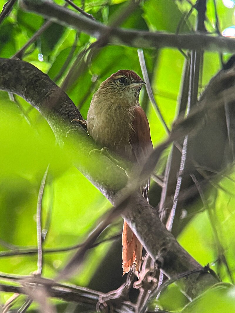 Coiba Spinetail (Cranioleuca dissita) photo