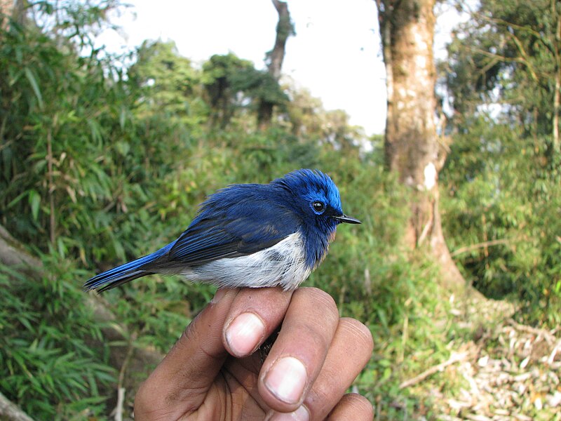 Sapphire Flycatcher (Ficedula sapphira) photo