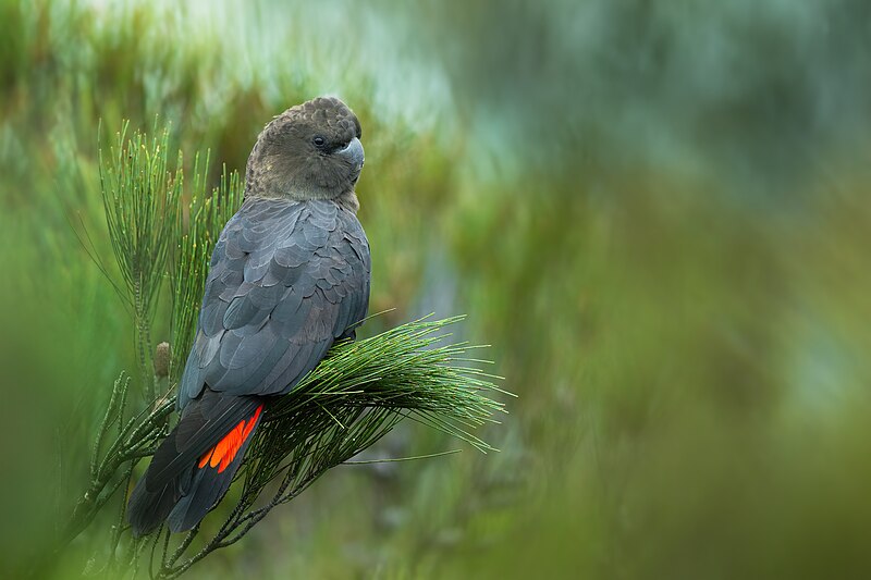 Glossy Black-Cockatoo (Calyptorhynchus lathami) photo