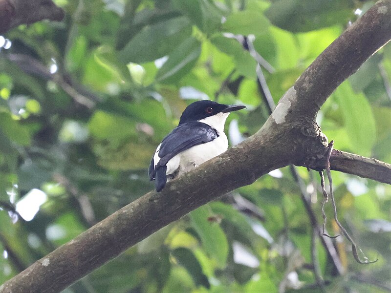 African Shrike-flycatcher (Megabyas flammulatus) photo