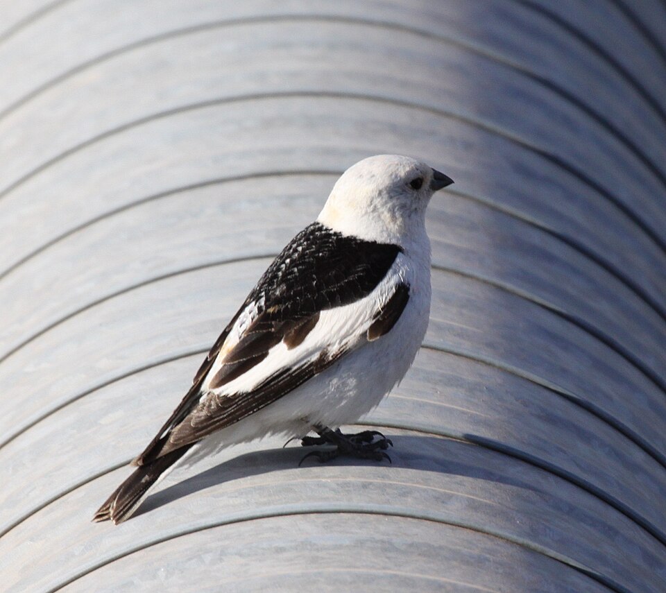 Snow Bunting (Plectrophenax nivalis)