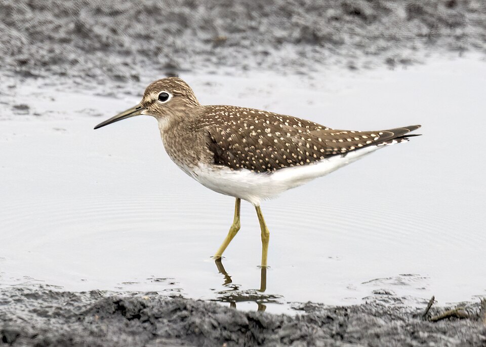 Solitary Sandpiper (Tringa solitaria)