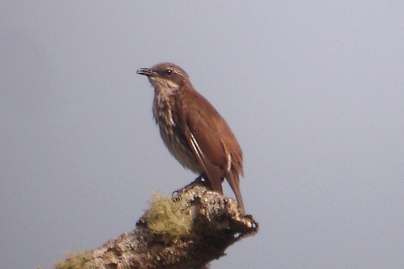 Stripe-breasted Rhabdornis (Rhabdornis inornatus) photo