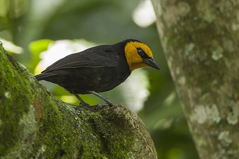 Black-billed Weaver (Ploceus melanogaster) photo