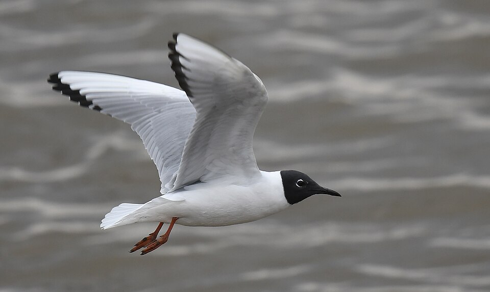 Bonaparte's Gull (Chroicocephalus philadelphia)