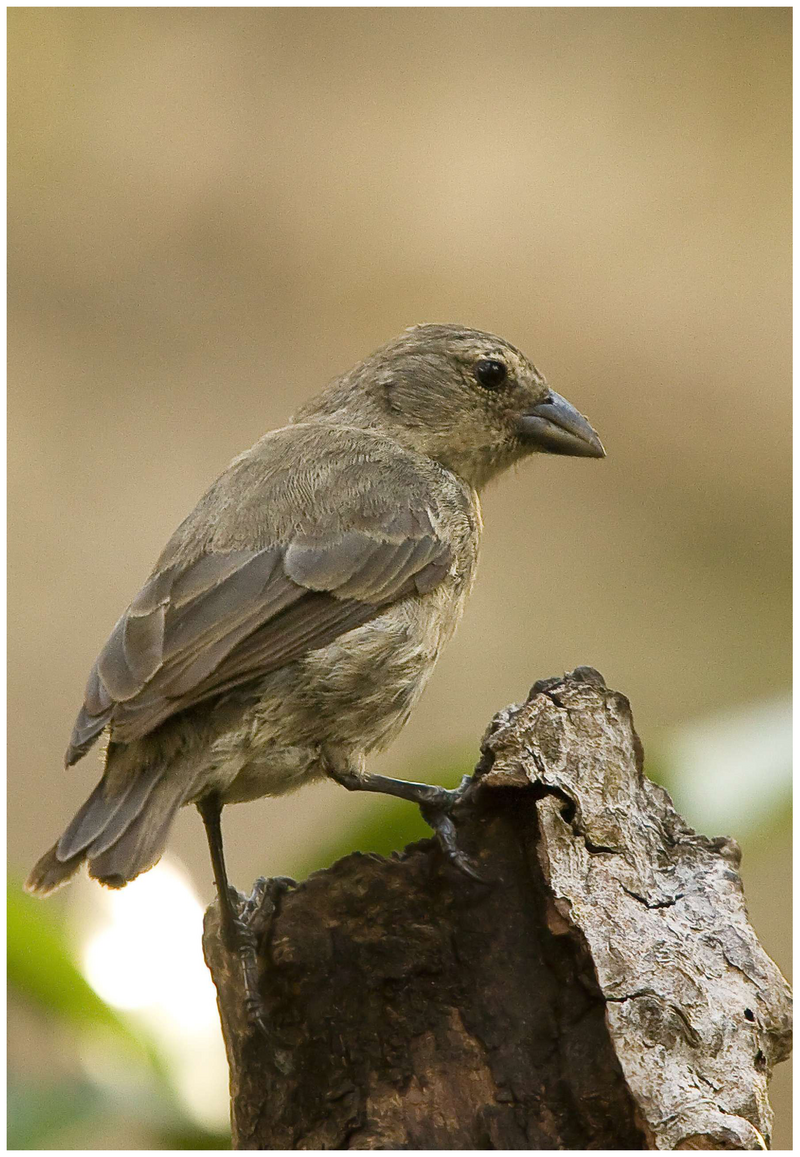 Mangrove Finch (Camarhynchus heliobates) photo