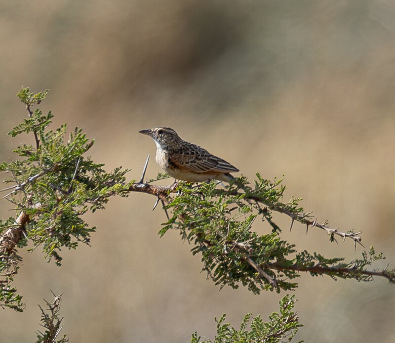 Kidepo Lark (Corypha kidepoensis) photo