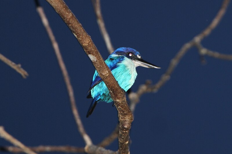 Lazuli Kingfisher (Todiramphus lazuli) photo