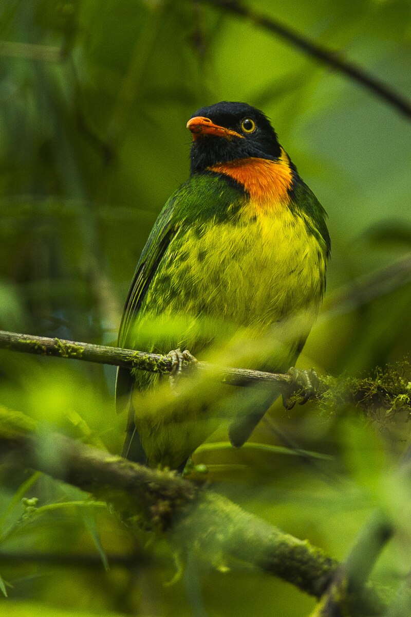 Orange-breasted Fruiteater (Pipreola jucunda) photo