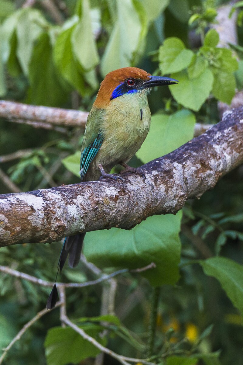 Russet-crowned Motmot (Momotus mexicanus) photo