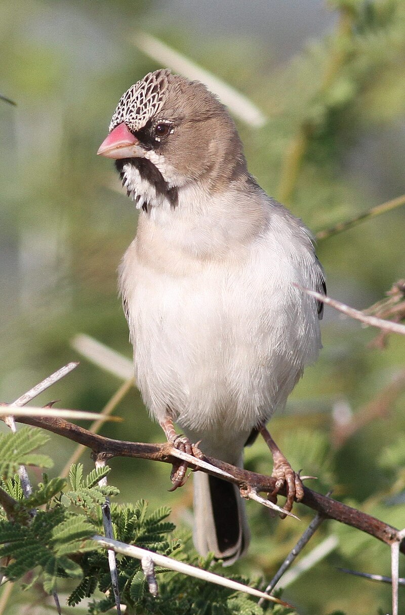 Scaly Weaver (Sporopipes squamifrons) photo
