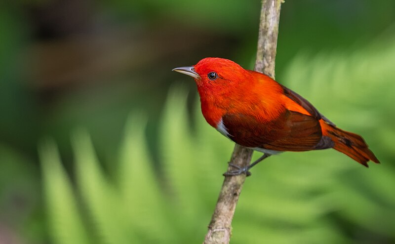 Scarlet-and-white Tanager (Chrysothlypis salmoni) photo