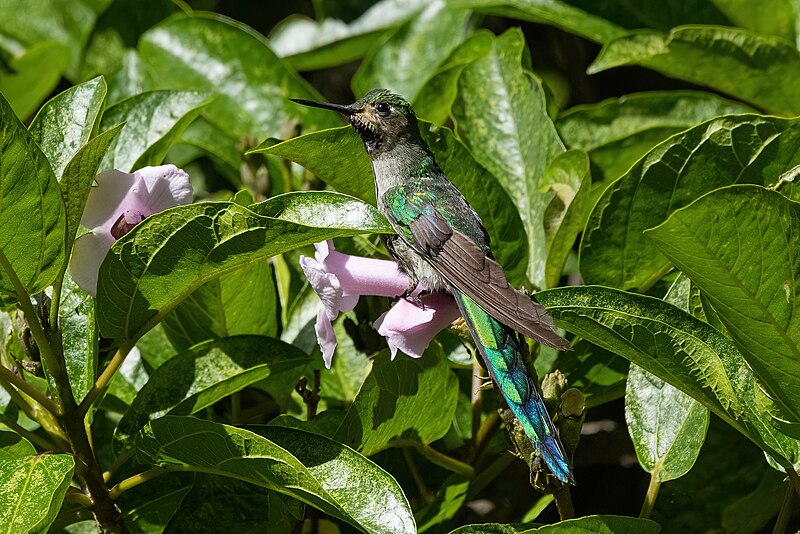 Gray-bellied Comet (Taphrolesbia griseiventris) photo
