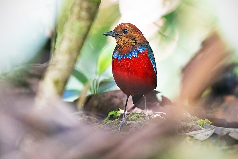 Blue-banded Pitta (Erythropitta arquata) photo