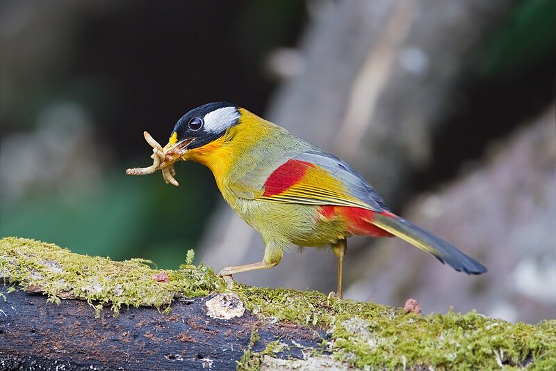 Silver-eared Mesia (Leiothrix argentauris) photo