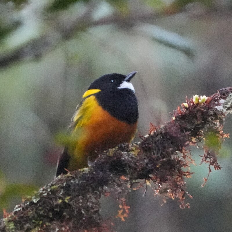 Regent Whistler (Pachycephala schlegelii) photo