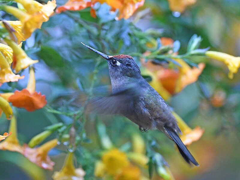 Santa Marta Blossomcrown (Anthocephala floriceps) photo