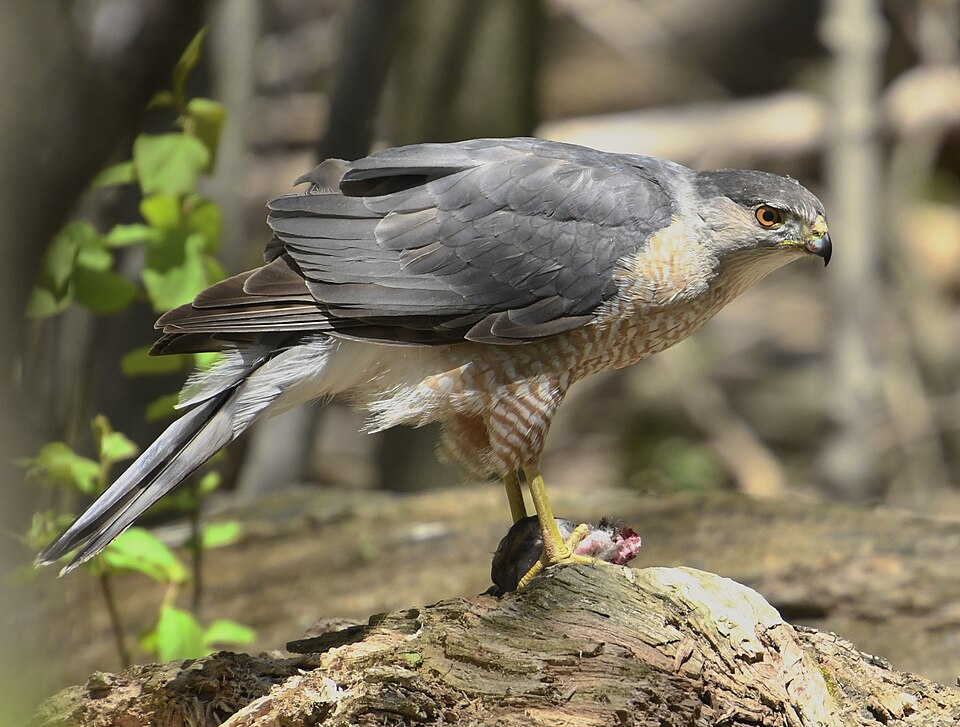 Cooper's Hawk (Astur cooperii)