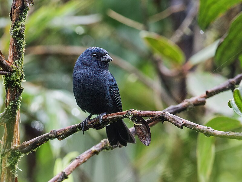 Ecuadorian Seedeater (Amaurospiza aequatorialis) photo