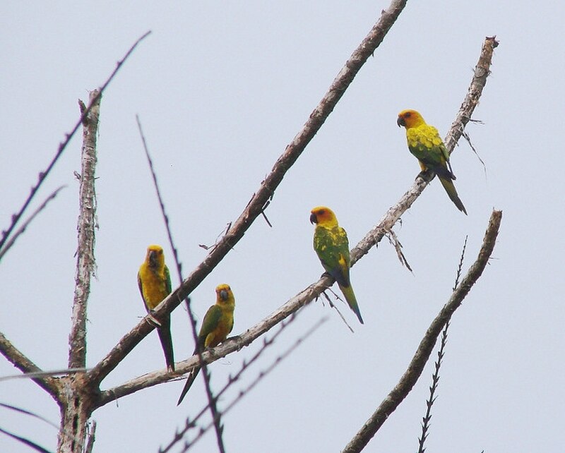 Sulphur-breasted Parakeet (Aratinga maculata) photo