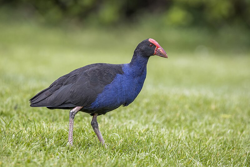 Australasian Swamphen (Porphyrio melanotus) photo