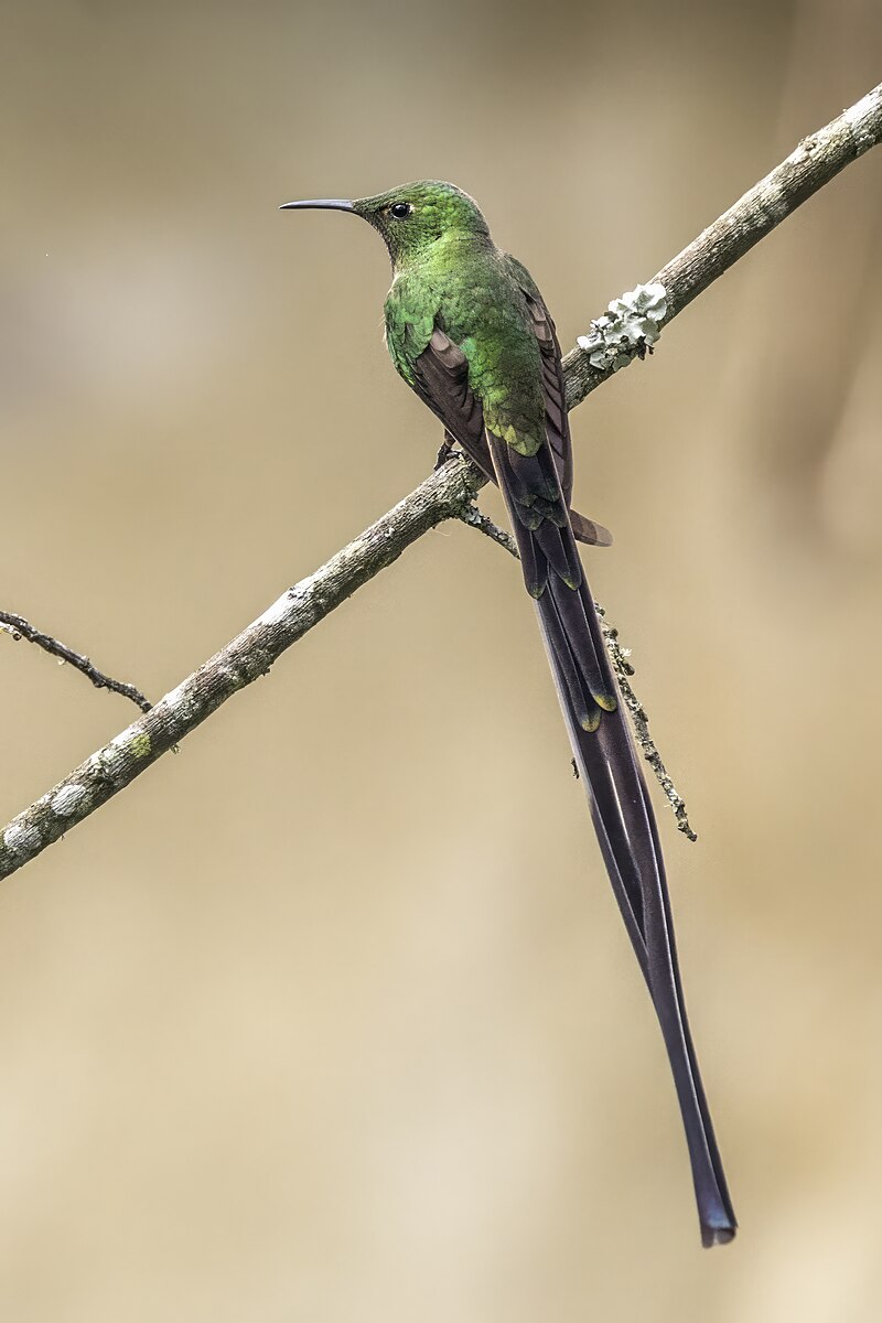 Black-tailed Trainbearer (Lesbia victoriae) photo