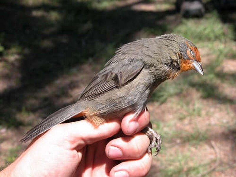 Tucuman Mountain Finch (Poospiza baeri) photo