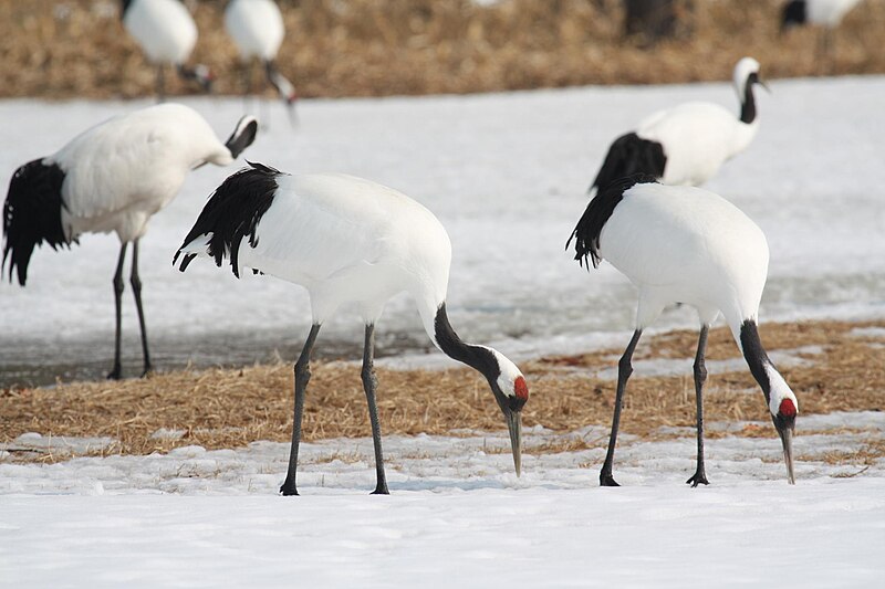 Red-crowned Crane (Grus japonensis) photo