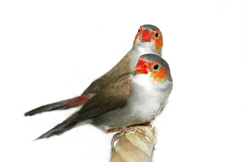 Orange-cheeked Waxbill (Estrilda melpoda) photo