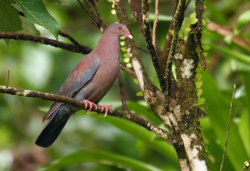 Red-billed Pigeon (Patagioenas flavirostris) photo