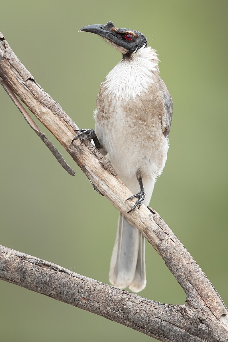 Noisy Friarbird (Philemon corniculatus) photo