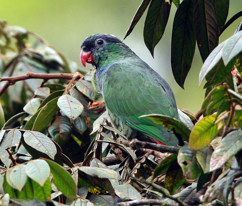Red-billed Parrot (Pionus sordidus) photo