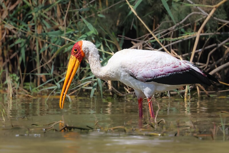 Yellow-billed Stork (Mycteria ibis) photo