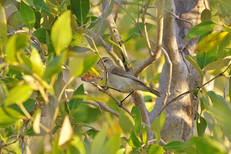 Dusky Gerygone (Gerygone tenebrosa) photo