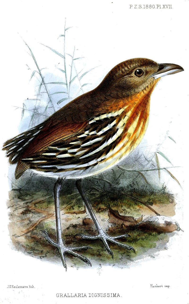 Ochre-striped Antpitta (Grallaria dignissima) photo