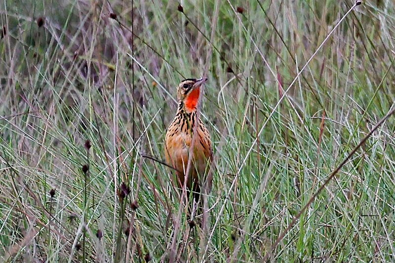 Grimwood's Longclaw (Macronyx grimwoodi) photo