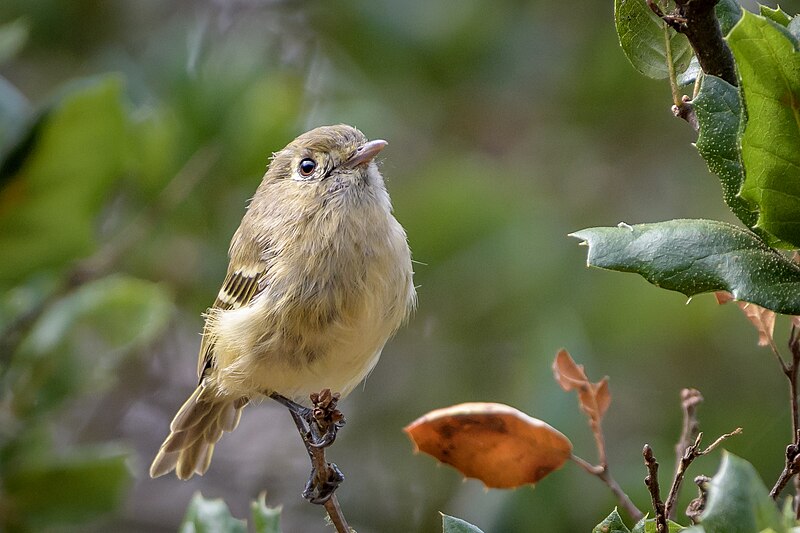 Hutton's Vireo (Vireo huttoni) photo
