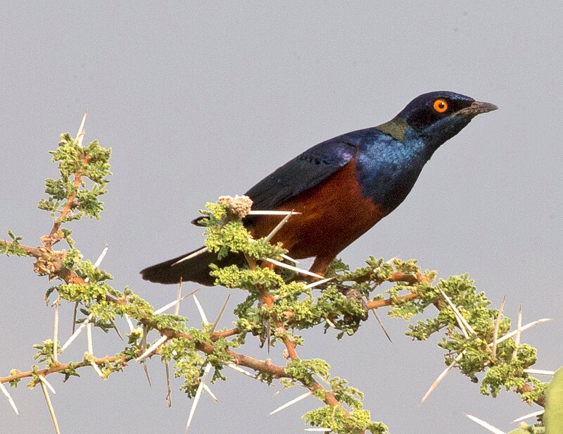 Shelley's Starling (Lamprotornis shelleyi) photo
