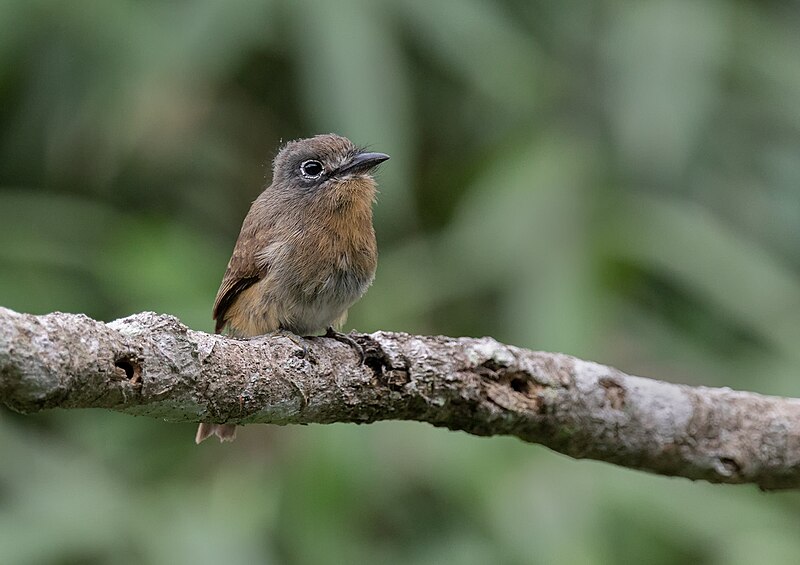Rusty-breasted Nunlet (Nonnula rubecula) photo