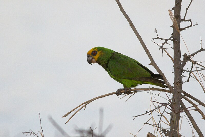 Yellow-fronted Parrot (Poicephalus flavifrons) photo