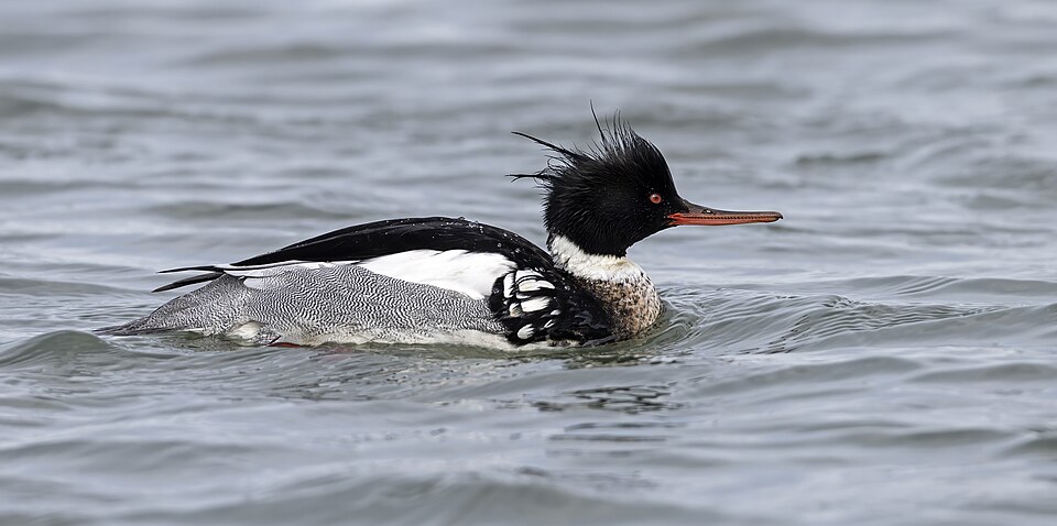 Red-breasted Merganser (Mergus serrator)