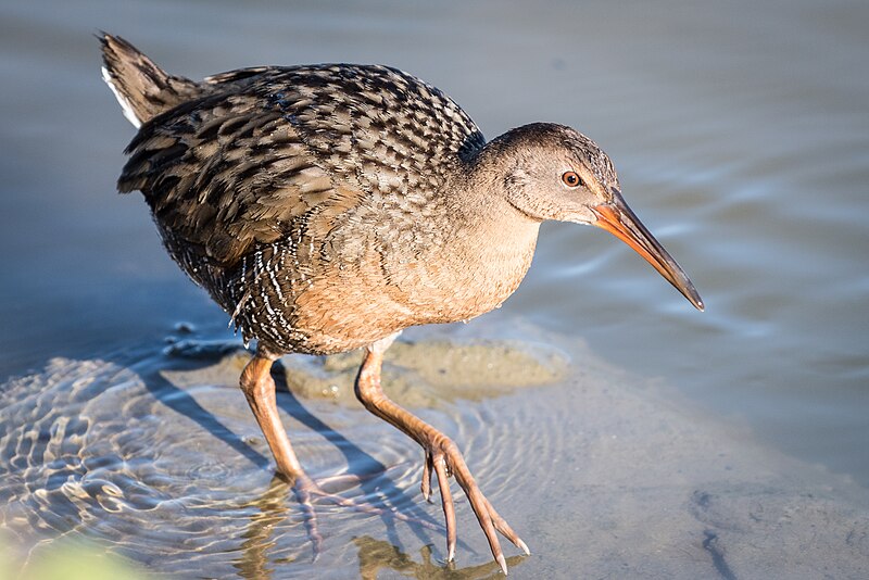 Ridgway's Rail (Rallus obsoletus) photo