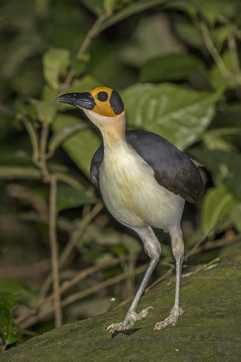 White-necked Rockfowl (Picathartes gymnocephalus) photo