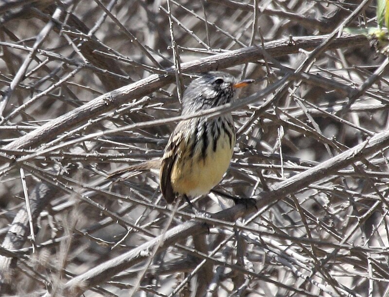 Yellow-billed Tit-Tyrant (Anairetes flavirostris) photo