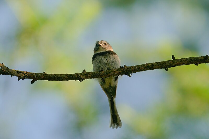 Sooty Tit (Aegithalos fuliginosus) photo