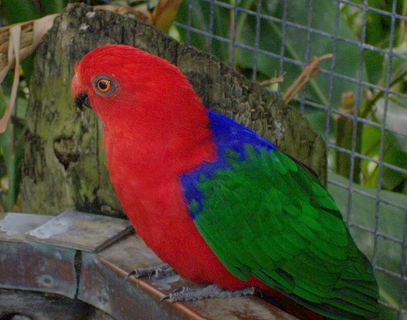 Moluccan King-Parrot (Alisterus amboinensis) photo