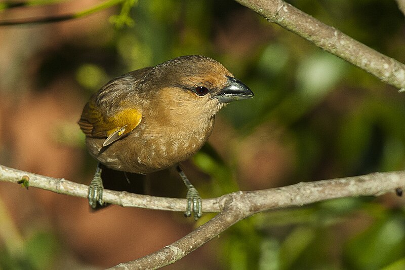 Brown Tanager (Orchesticus abeillei) photo