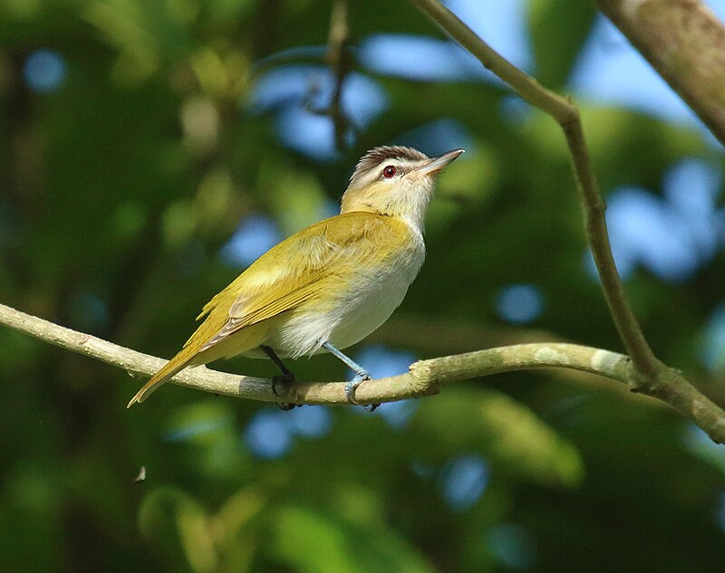Chivi Vireo (Vireo chivi) photo