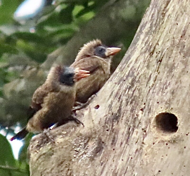 Naked-faced Barbet (Gymnobucco calvus) photo