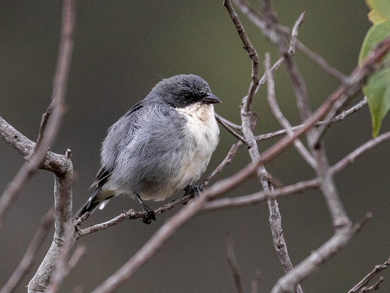 Cinereous Warbling Finch (Microspingus cinereus) photo